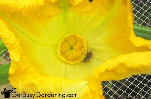 A bee inside yellow squash blossom