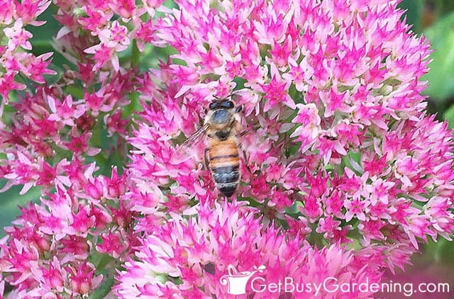 A honey bee on a sedum