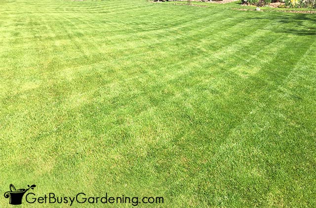 Basic checkerboard lawn pattern