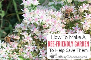 Create A Bee Friendly Garden To Help Save The Bees
