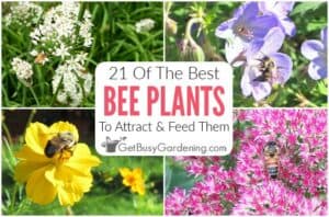 21 Plants & Flowers That Will Attract Tons Of Bees To Your Yard & Garden