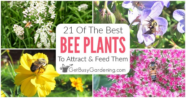 21 Plants & Flowers That Will Attract Tons Of Bees To Your Yard & Garden