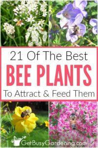 21 Plants & Flowers That Will Attract Tons Of Bees To Your Yard & Garden