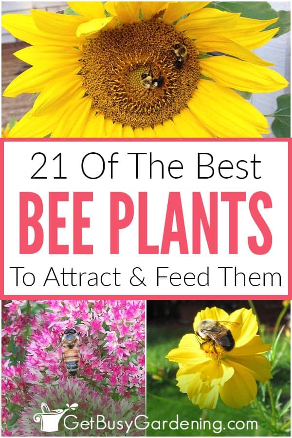21 Of The Best Bee Plants To Attract & Feed Them