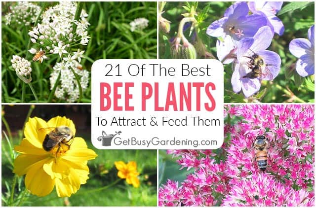 21 Of The Best Plants For Attracting Bees