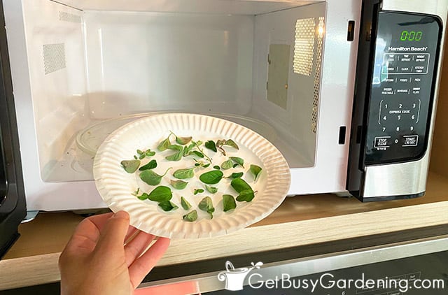 Drying oregano leaves and stems in the microwave