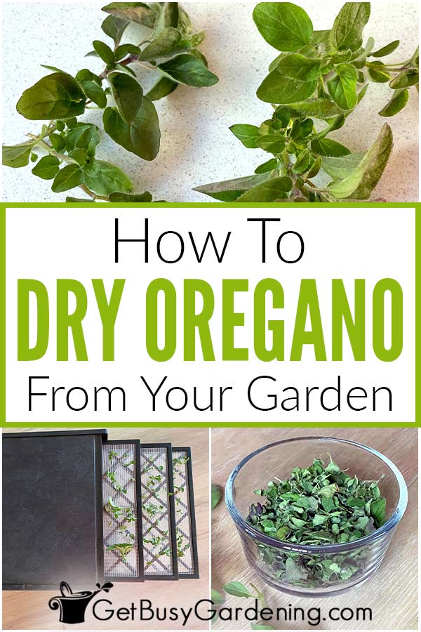 How To Dry Oregano From Your Garden