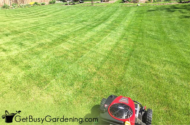 Mowing a criss cross pattern into my lawn