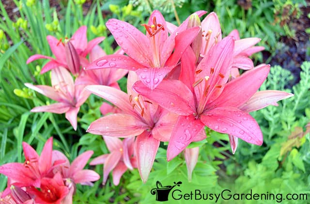 Pink flowering perennial lilies