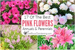 17 Pink Flowers For Your Garden (Annuals & Perennials)