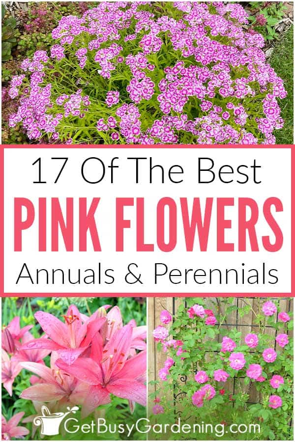 17 Of The Best Pink Flowers Annual & Perennials
