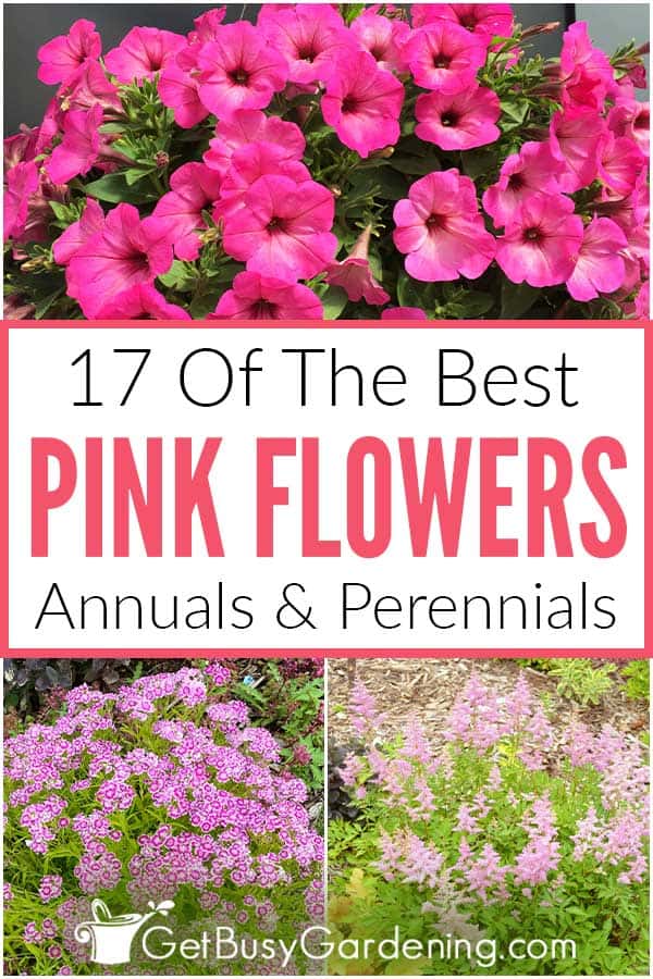 17 Of The Best Pink Flowers Annual & Perennials