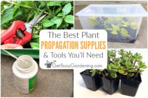 Propagation Tools, Equipment & Supplies: What You Need To Get Started