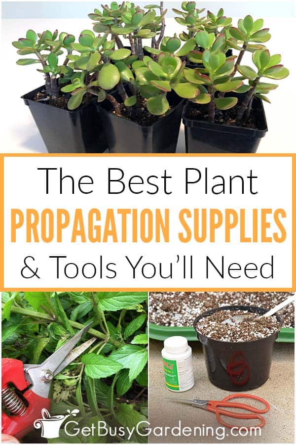 The Best Plant Propagation Supplies & Tools You'll Need