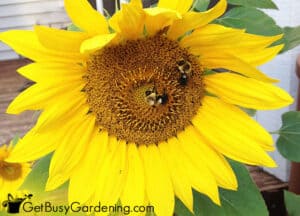 21 Plants & Flowers That Will Attract Tons Of Bees To Your Yard & Garden