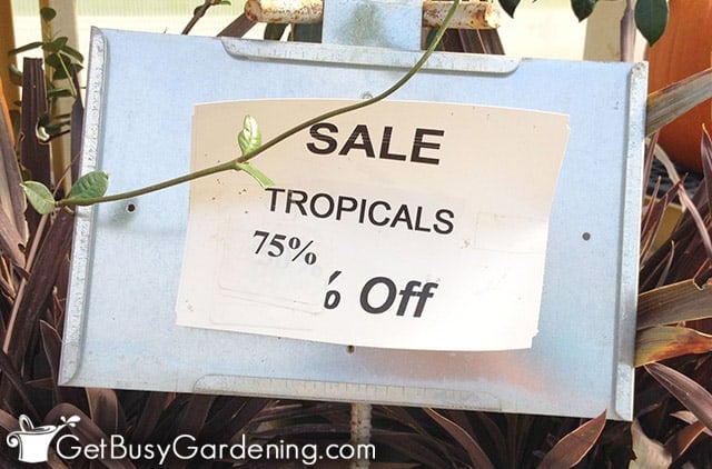 Buying plants on sale for cheap
