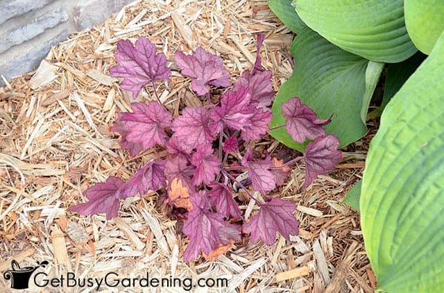 Coral bells add color around house foundation