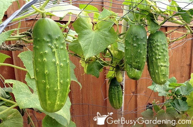 Cucumbers starting to produce in less than two months