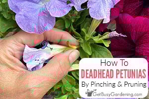 How To Deadhead Petunias By Pinching & Pruning