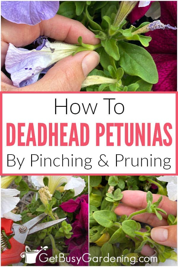 How To Deadhead Petunias By Pinching & Pruning