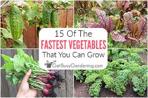 15 Fast Growing Vegetables You Should Plant In Your Garden