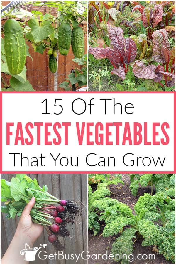 15 Of The Fastest Vegetables That You Can Grow