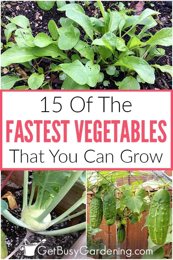 15 Of The Fastest Vegetables That You Can Grow