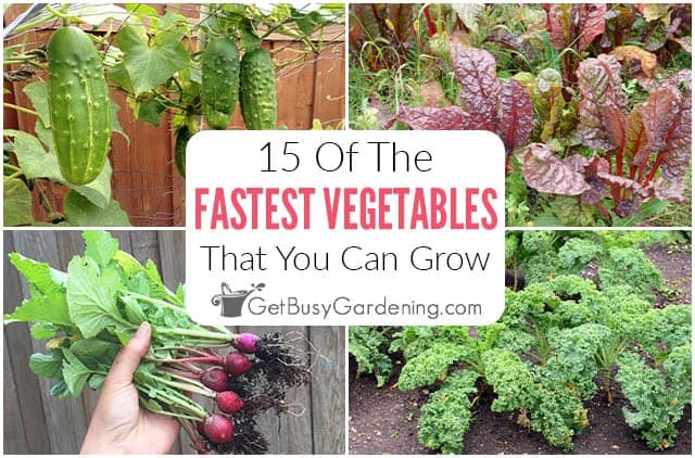 15 Fast Growing Vegetables You Should Plant In Your Garden