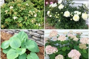 21 Best Foundation Plants For The Front Of Your House