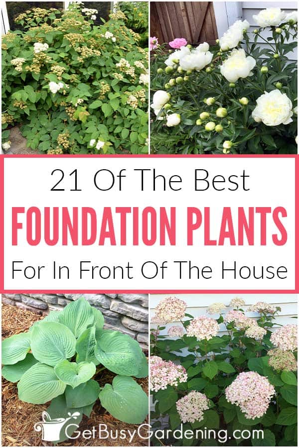 21 Of The Best Foundation Plants For In Front Of The House