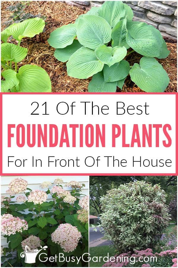 21 Of The Best Foundation Plants For In Front Of The House