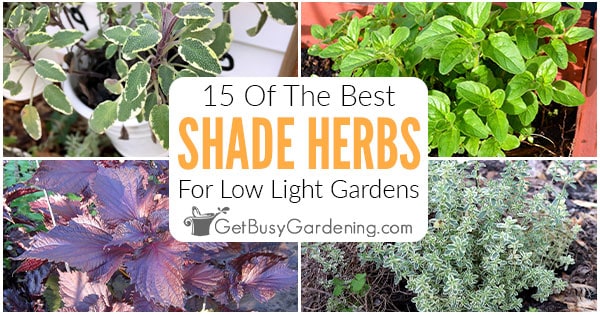 15 Of The Best Herbs That Grow Well In Shade Gardens