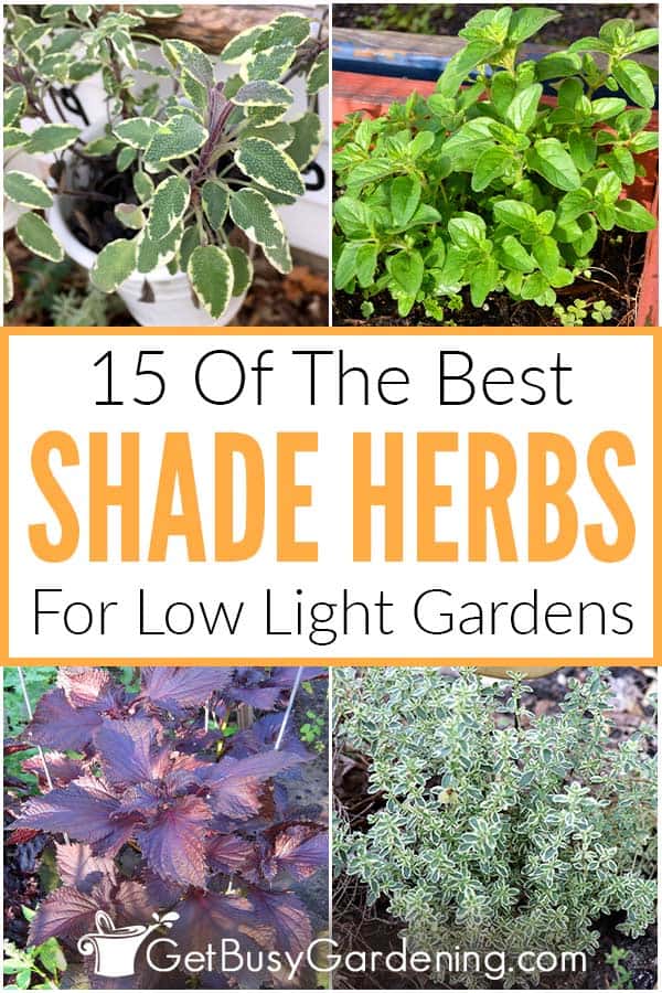 15 Of The Best Herbs That Grow Well In Shade Gardens