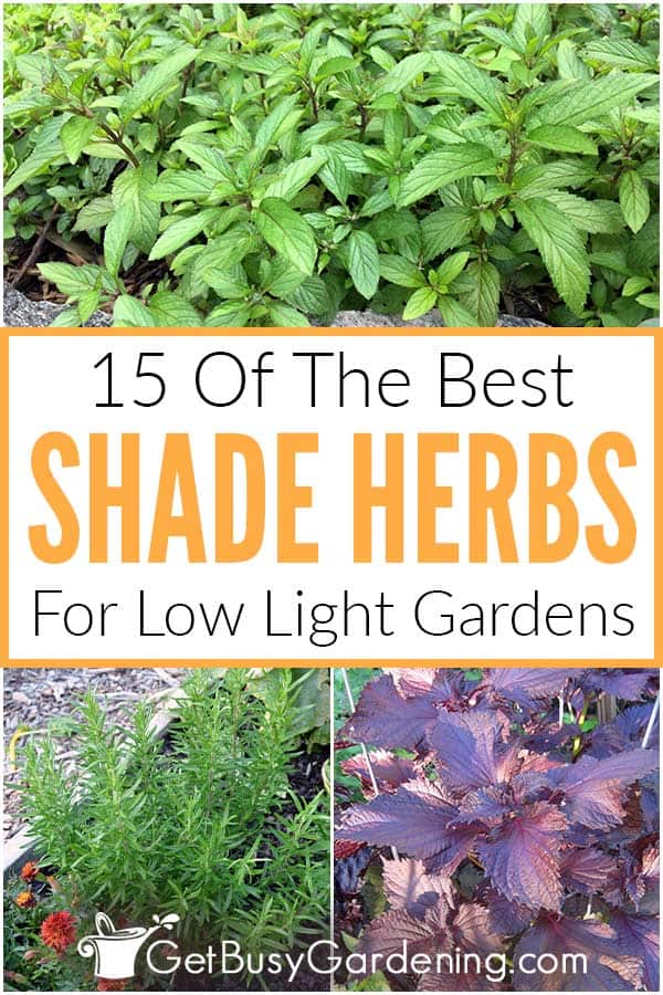 15 Of The Best Shade Herbs For Low Light Gardens