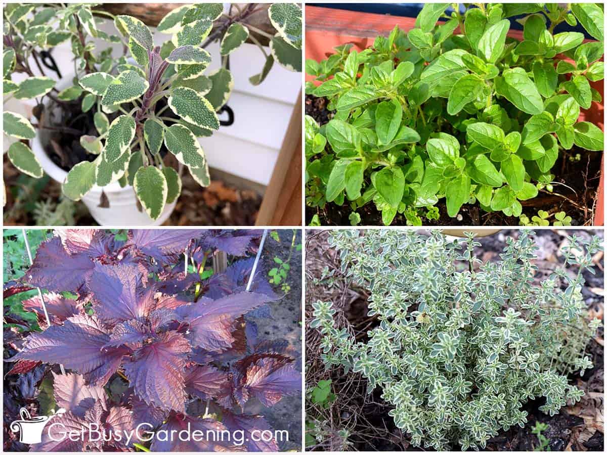 15 Of The Best Herbs That Grow Well In Shade Gardens