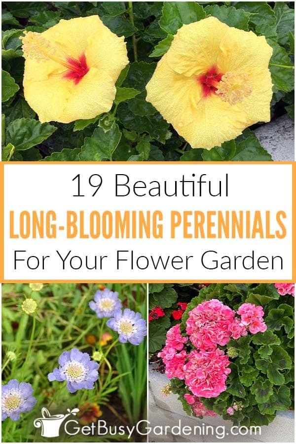 19 Beautiful Long-Blooming Perennials For Your Flower Garden
