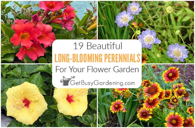 19 Long Blooming Perennials For A More Beautiful Flower Garden
