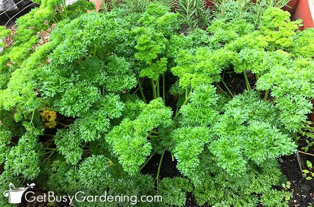 Parsley plants doing very well in the shade