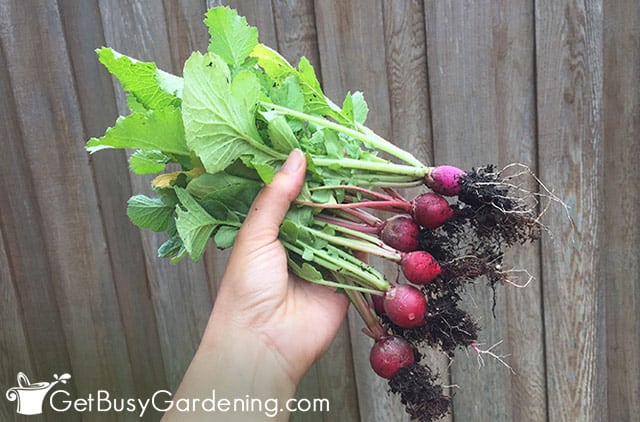 Radishes mature in as fast as 22 days