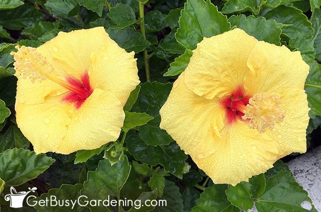 Tropical hibiscus flowers bloom all year round