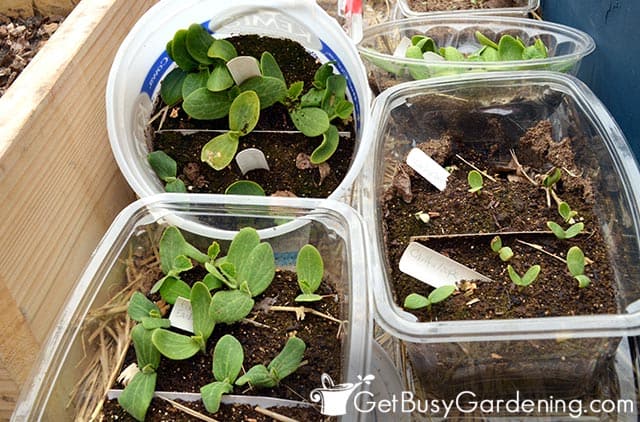 Upcycling trash to start seeds on a budget