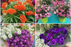 Collage of 4 different container flowers