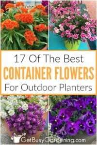 17 Best Flowers For Container Gardening - Get Busy Gardening