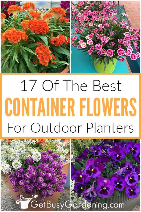 17 Of The Best Container Flowers For Outdoor Planters