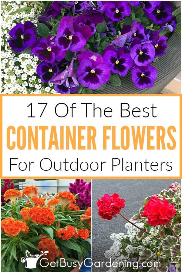 17 Of The Best Container Flowers For Outdoor Planters