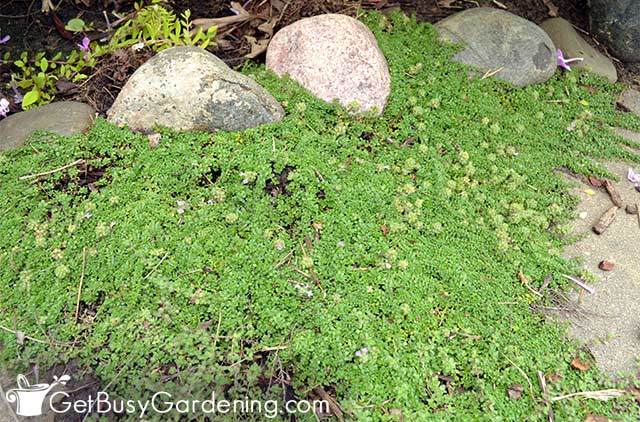 Creeping thyme ground cover planted on a path you can walk on