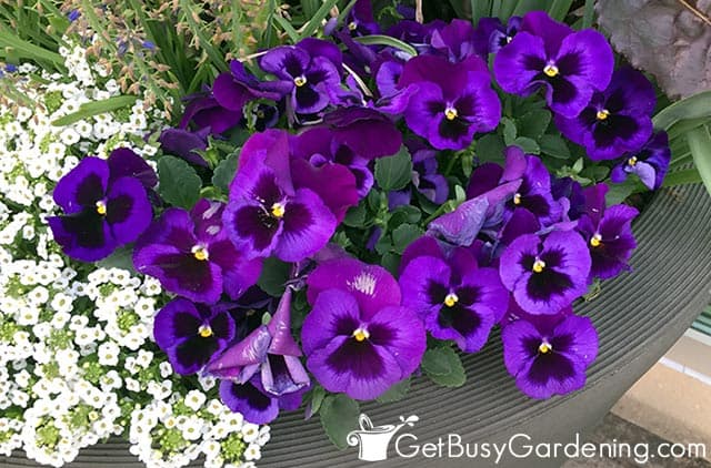 Dark purple pansy flowers planted in a large pot