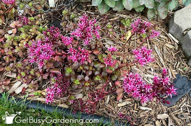 Drought tolerant dragons blood stonecrop in shade