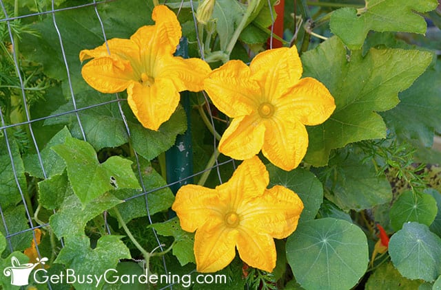 Flowers blooming on a squash plant