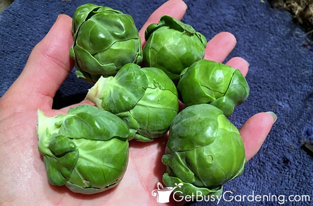 Freshly picked brussels sprouts from my garden